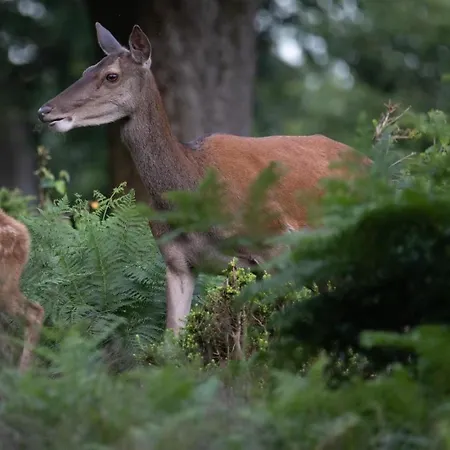 Le Petit Logis Appartement