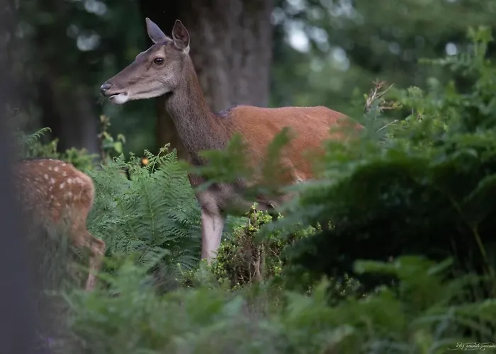 Le Petit Logis Apartamento